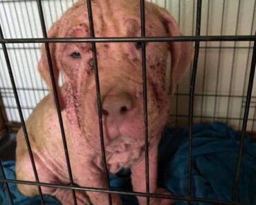 dog bite lawsuit no insurance dog bite lawsuit mesothelioma trial attorney mesothelioma lawyer 18 wheeler accident lawyer truck wreck lawyer mesothelioma attorney best mesothelioma lawyers mesothelioma law firm sokolove bethune law firm mesothelioma attorney
